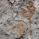 Image for article titled This could be the earliest flowering plant ever found in North America
